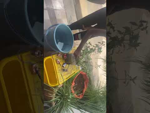 Automatic watering for plants robotics project video thumbnail