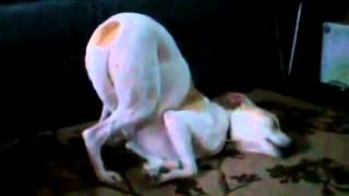Dog sleeps in strange position