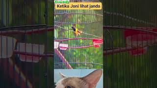 Download lagu Suara Burung Sogon Yang Menghidupkan Hutan #kicau burung #kicaumania #burung #masteranjernih #sogon mp3 Download lagu Suara Burung Sogon Yang Menghidupkan Hutan #kicau burung #kicaumania #burung #masteranjernih #sogon mp3