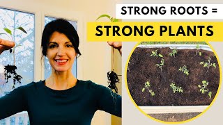 REPOTTING TOMATO PLANTS / How to Transplant Tomato Seedlings