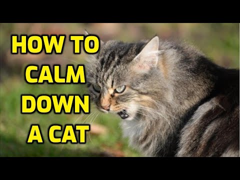How Do I Calm Down An Angry Cat?