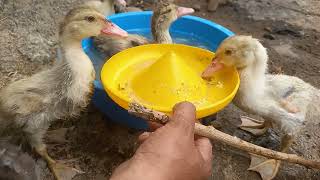 Happy Duck 🦆😂 Swimming Fun 🇺🇸