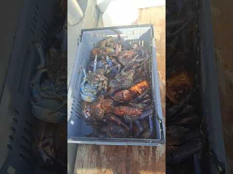 Life living in the islands- Manihiki Cookislands#the best