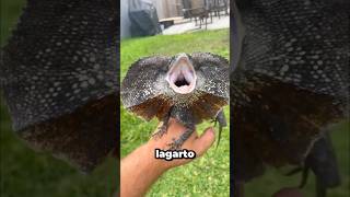 Este Lagarto es Menos Peligroso de lo que Imaginas