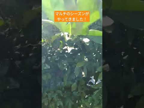 キョウチクトウに最適なマルチは何ですか?成長に最適なヒント  庭園