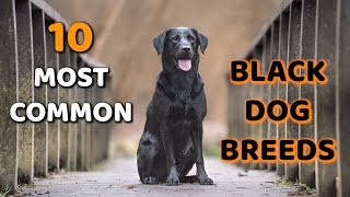 Download lagu 10 Most Common Black Dog Breeds mp3