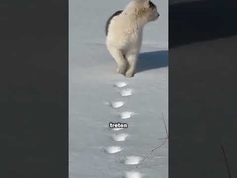 Der Grund warum Katzen auf die seleb stelle mit ihren Pfoten treten. #katze #Pfote #tiere #fakten