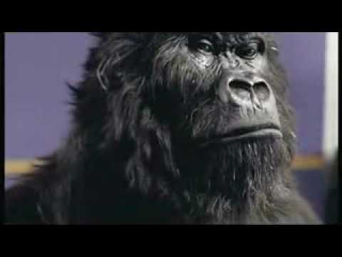 Gorilla DRUM (cadbury advertizing)