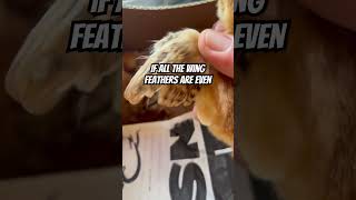 Download lagu Cara menentukan apakah anak ayam Anda jantan atau betina. #anakayam #ayampeternakan mp3