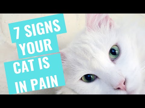 How Do I know If My Cat Is In Pain