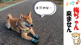 【柴犬】道路の真ん中にスフィンクス!? #犬のいる暮らし