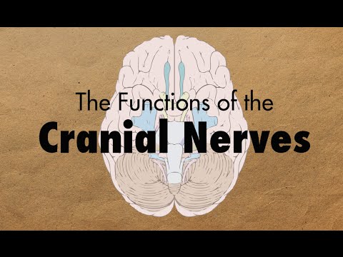 The Functions of the Cranial Nerves - MEDZCOOL