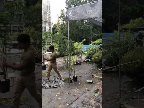 なぜ植物にコルクを入れるのですか？ 4 つの理由、4 つの用途  庭園