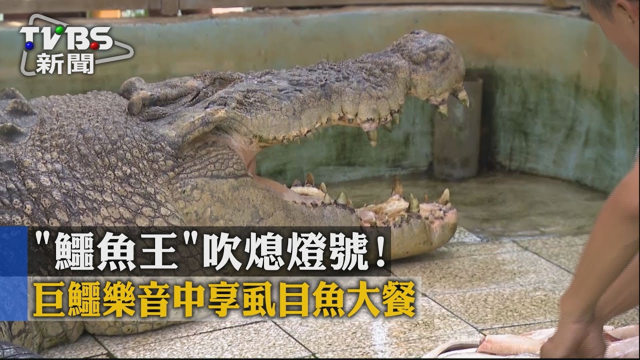 「鱷魚王」吹熄燈號! 巨鱷樂音中享虱目魚大餐