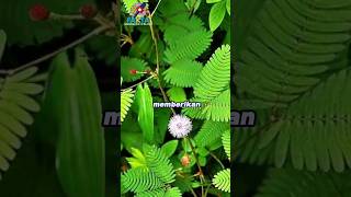 Download lagu Did you know? Facts about the health benefits of the sensitive plant mp3