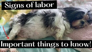 SIGNS OF LABOR IN DOGS | IMPORTANT THINGS TO KNOW!