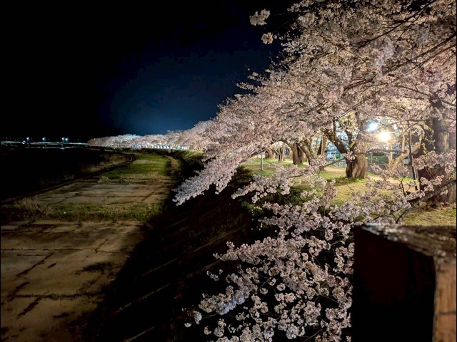 2026年【角館の桜】開花状況　4月17日夜桜ライトアップ・18日