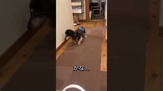 老犬１８歳ダックスの日々の暮らし。老犬介護 #老犬 #ダックス ダックス
