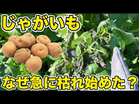 ジャガイモ疫病について詳しく解説