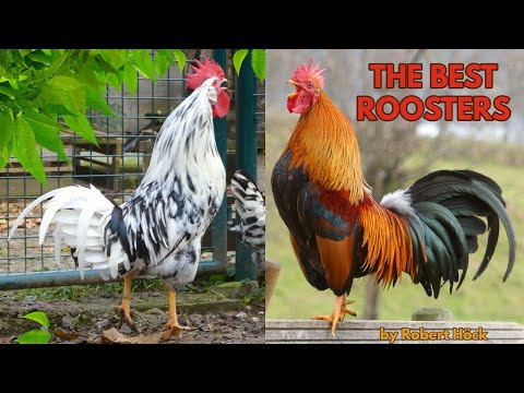 The most beautiful chicken breeds - With crowing roosters for comparison/ From Lakenvelder to Brahma