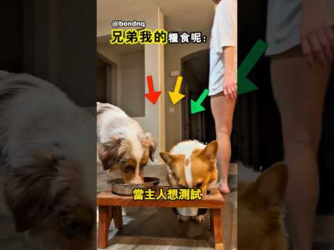 在柯基眼中比食物更重要的事