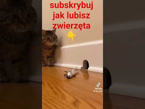 kot załatwił myszkę #shorts #kot #zwierzęta #myszka #dom #tiktok #śmieszne #viral #funny