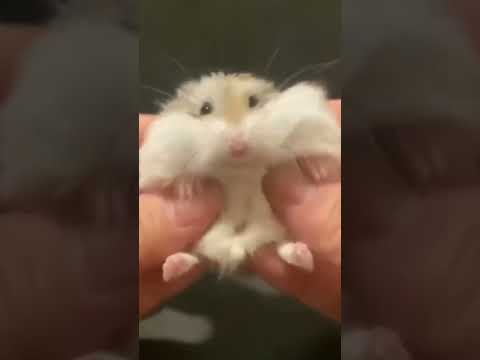 Funny and Cute Hamsters Video Compilation
