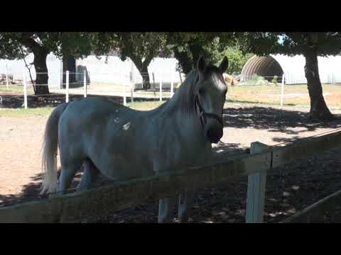 Slovinsko 2022 - Výlet na Lipice, Hrastovlje a do Gostilny pod Slavnikom - 9. července