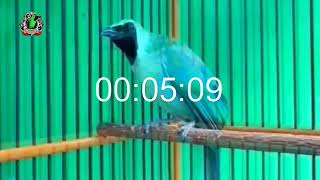 Download lagu 🔴 CUCAK IJO GACOR TEMBAKAN DAHSYAT BIKIN LAWAN CIUT, SUARA CUCAK IJO GACOR JERNIH TANPA NOISE❗❗ mp3