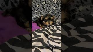 Video preview image #1 Mutt Puppy For Sale in Boca Raton, FL, USA