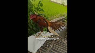 Download lagu kata2 story wa ayam Bangkok mp3 Download lagu kata2 story wa ayam Bangkok mp3