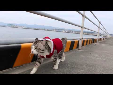 Cat to patrol the harbor