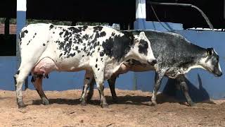 Vídeo 44 - 1ª ETAPA MEGA LIQUIDAÇÃO TOTAL AGROPECUÁRIA MARAJOARA - DIA 4 | GADO GIROLANDO E HOLANDÊS
