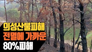 조경수 농장 의성성산불피해 결과, 거의 전멸에 가까운 80% 피해를 입었다 | 나무대장