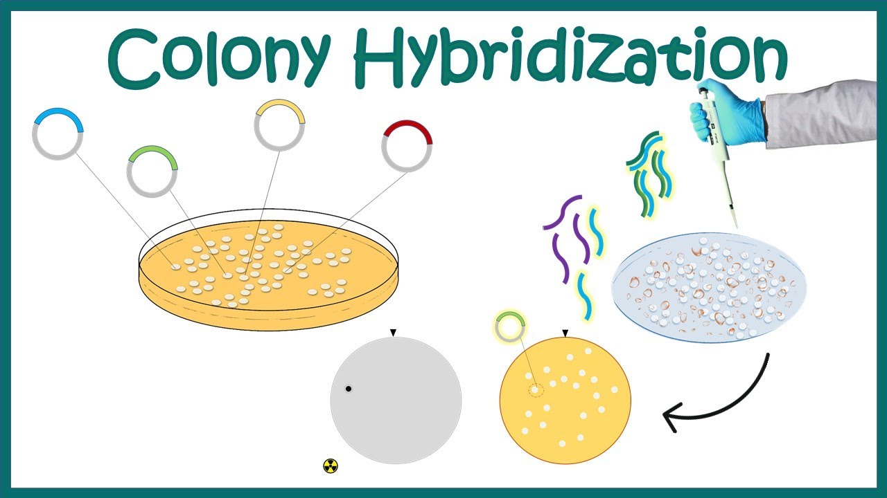 Colony hybridization  method | screening genomic or cDNA libraries