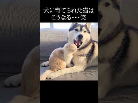 犬と猫:ペットの方が明らかに賢いことが研究で判明