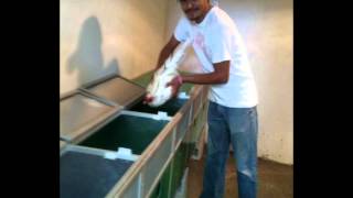 patas verdes cola blanca