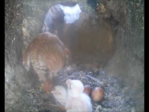 Kestrel Chicks Dinner Time | Discover Wildlife | Robert E Fuller