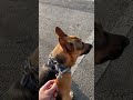 Dog Chasing Cat