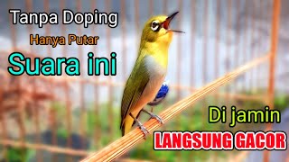 Download lagu panggilan suara pleci ngalas gacor AMPUH bikin bunyi - RESPON CEPAT (COCOK BUAT TERAPI HARIAN) mp3