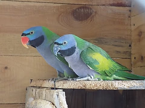 papugi zjadły huśtwkę,aleksandretty chińskie i Wieksze niszczą wolierę,Psittacula eupatria, derbiana