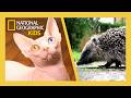 World S Weirdest Pets Full Episode Natgeokids