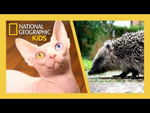 World's Weirdest Pets! 🐴🐷🐶 | Full Episode | @natgeokids