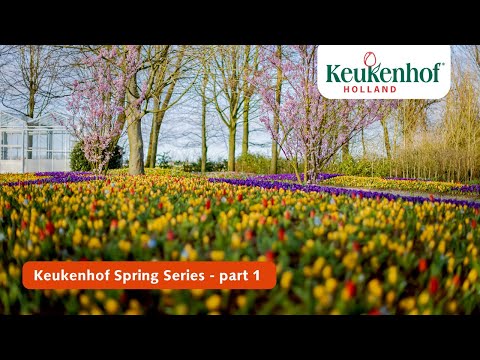 Keukenhof Spring Series part 1 | Keukenhof 2021 🌷
