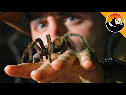 image-Are there tarantulas that don't bite?