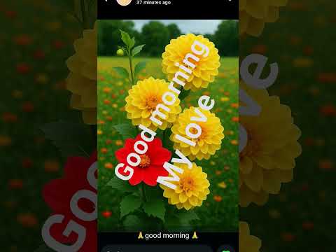 good morning friends