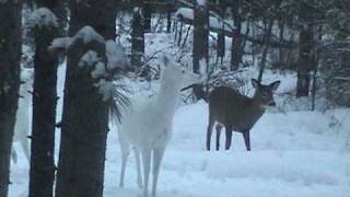 preview picture of video 'Boulder Junction, WI - Albino Deer - White Deer - In Flight'