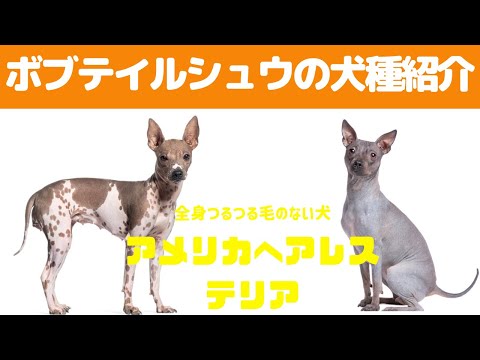 アメリカン・ヘアレス・テリア