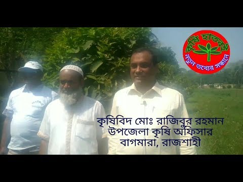 দ্বিগুণ মিষ্টি জামরুল, বারি জামরুল-৩