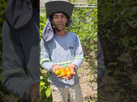 Produção Agroecológica de Alimentos em Monte das Gameleiras-RN.